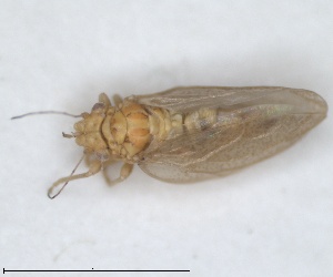  (Livilla cataloniensis - ZMA.INS.5145153)  @11 [ ] by-nc-sa (2024) Unspecified Naturalis Biodiversity Centre