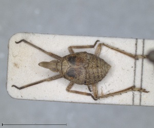  ( - ZMA.INS.5145160)  @11 [ ] by-nc-sa (2024) Unspecified Naturalis Biodiversity Centre