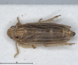  (Ommatissus binotatus - ZMA.INS.5145162)  @11 [ ] by-nc-sa (2024) Unspecified Naturalis Biodiversity Centre