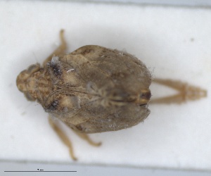  (Cyphopterum eremicum - ZMA.INS.5145163)  @11 [ ] by-nc-sa (2024) Unspecified Naturalis Biodiversity Centre