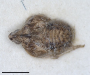  (Cyphopterum gomerense - ZMA.INS.5145164)  @11 [ ] by-nc-sa (2024) Unspecified Naturalis Biodiversity Centre