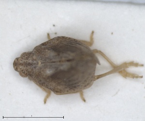  (Cyphopterum odontospermi - ZMA.INS.5145165)  @11 [ ] by-nc-sa (2024) Unspecified Naturalis Biodiversity Centre