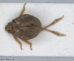  (Cyphopterum palmense - ZMA.INS.5145166)  @11 [ ] by-nc-sa (2024) Unspecified Naturalis Biodiversity Centre