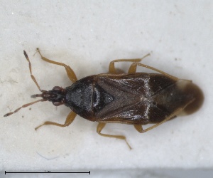  (Anthocoris salicis - ZMA.INS.5145175)  @11 [ ] by-nc-sa (2024) Unspecified Naturalis Biodiversity Centre