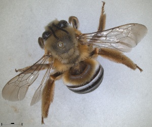  (Eucera lanuginosa - ZMA.INS.5187535)  @11 [ ] by-nc-sa (2024) Unspecified Naturalis Biodiversity Centre