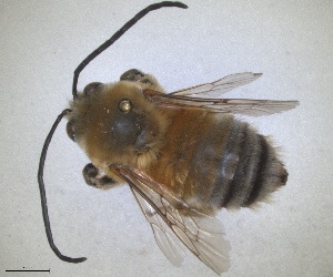  (Eucera lanuginosa - ZMA.INS.5187537)  @11 [ ] by-nc-sa (2024) Unspecified Naturalis Biodiversity Centre