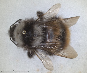  (Bombus mlokosievitzii - ZMA.INS.680270)  @11 [ ] by-nc-sa (2024) Unspecified Naturalis Biodiversity Centre