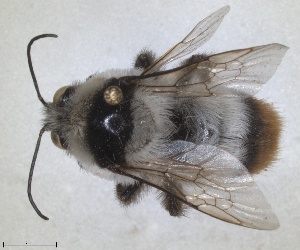  (Bombus niveatus - ZMA.INS.837816)  @11 [ ] by-nc-sa (2024) Unspecified Naturalis Biodiversity Centre