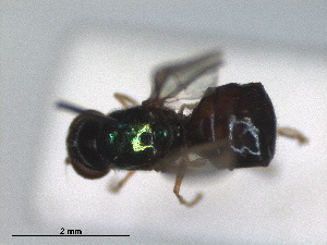  (Microchrysa cyaneiventris - ZMA.INS.853944)  @11 [ ] by-nc-sa (2024) Unspecified Naturalis Biodiversity Centre