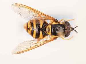  (Chrysotoxum lessonae - BGE_00395_B10)  @11 [ ] CreativeCommons - Attribution Non-Commercial Share-Alike (2024) KZBiH, University of Lodz Department of Invertebrate Zoology and Hydrobiology, University of Lodz