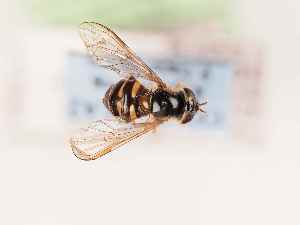  (Dasysyrphus neovenustus - BGE_00394_A02)  @11 [ ] CreativeCommons - Attribution Non-Commercial Share-Alike (2026) KZBiH, University of Lodz Department of Invertebrate Zoology and Hydrobiology, University of Lodz