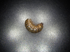  ( - BGE_00382_E09)  @11 [ ] CreativeCommons Attribution NonCommercial ShareAlike (2021) (2021) University of Lodz University of Lodz