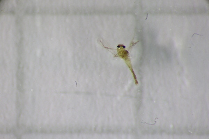  ( - BGE_00385_C10)  @11 [ ] CreativeCommons Attribution (2024) Department of Invertebrate Zoology, University of Lodz Department of Invertebrate Zoology, University of Lodz