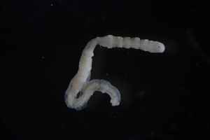  (Micromaldane - BGE_00387_E6)  @11 [ ] CreativeCommons - Attribution Non-Commercial Share-Alike (2025) KZBiH, University of Lodz Department of Invertebrate Zoology and Hydrobiology, University of Lodz