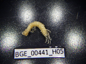  (Lithobius silvivagus - BGE_00441_H05)  @11 [ ] CreativeCommons Attribution NonCommercial ShareAlike (2021) (2021) University of Lodz University of Lodz