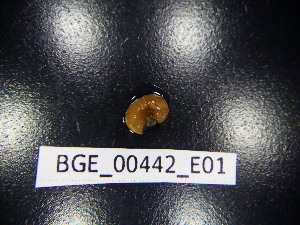  ( - BGE_00442_E01)  @11 [ ] CreativeCommons Attribution NonCommercial ShareAlike (2021) (2021) University of Lodz University of Lodz