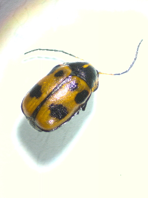  ( - BGE_00467_A03)  @11 [ ] CreativeCommons - Attribution Share-Alike (2025) Unspecified Universita degli Studi di Napoli Federico II, Dipartimento di Entomologia e Zoologia Agraria