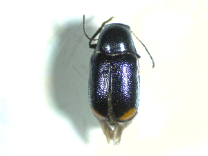  ( - BGE_00467_A07)  @11 [ ] CreativeCommons - Attribution Share-Alike (2025) Unspecified Universita degli Studi di Napoli Federico II, Dipartimento di Entomologia e Zoologia Agraria