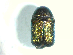  ( - BGE_00467_B06)  @11 [ ] CreativeCommons - Attribution Share-Alike (2025) Unspecified Universita degli Studi di Napoli Federico II, Dipartimento di Entomologia e Zoologia Agraria