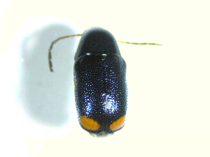  ( - BGE_00467_B07)  @11 [ ] CreativeCommons - Attribution Share-Alike (2025) Unspecified Universita degli Studi di Napoli Federico II, Dipartimento di Entomologia e Zoologia Agraria