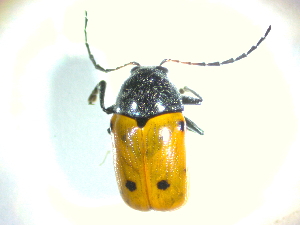  (Cryptocephalus tristigma - BGE_00467_B08)  @11 [ ] CreativeCommons - Attribution Share-Alike (2025) Unspecified Universita degli Studi di Napoli Federico II, Dipartimento di Entomologia e Zoologia Agraria