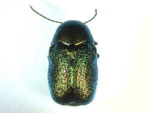  ( - BGE_00467_C06)  @11 [ ] CreativeCommons - Attribution Share-Alike (2025) Unspecified Universita degli Studi di Napoli Federico II, Dipartimento di Entomologia e Zoologia Agraria