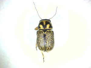  ( - BGE_00467_C10)  @11 [ ] CreativeCommons - Attribution Share-Alike (2025) Unspecified Universita degli Studi di Napoli Federico II, Dipartimento di Entomologia e Zoologia Agraria