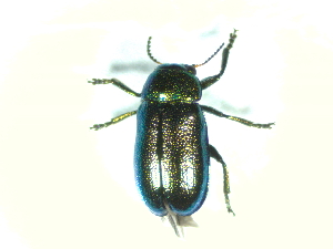  ( - BGE_00467_C11)  @11 [ ] CreativeCommons - Attribution Share-Alike (2025) Unspecified Universita degli Studi di Napoli Federico II, Dipartimento di Entomologia e Zoologia Agraria