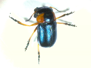  (Cheilotoma erytrostoma - BGE_00467_C12)  @11 [ ] CreativeCommons - Attribution Share-Alike (2025) Unspecified Universita degli Studi di Napoli Federico II, Dipartimento di Entomologia e Zoologia Agraria