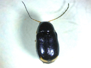  ( - BGE_00467_D02)  @11 [ ] CreativeCommons - Attribution Share-Alike (2025) Unspecified Universita degli Studi di Napoli Federico II, Dipartimento di Entomologia e Zoologia Agraria