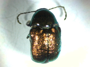  ( - BGE_00467_D03)  @11 [ ] CreativeCommons - Attribution Share-Alike (2025) Unspecified Universita degli Studi di Napoli Federico II, Dipartimento di Entomologia e Zoologia Agraria