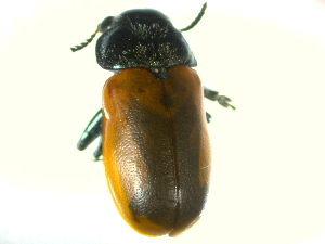  (Lachnaia paradoxa - BGE_00467_D07)  @11 [ ] CreativeCommons - Attribution Share-Alike (2025) Unspecified Universita degli Studi di Napoli Federico II, Dipartimento di Entomologia e Zoologia Agraria