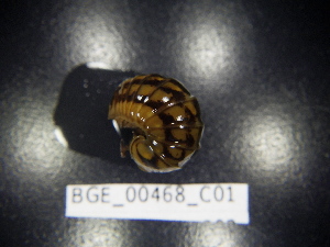  ( - BGE_00468_C01)  @11 [ ] CreativeCommons Attribution NonCommercial ShareAlike (2021) (2021) University of Lodz University of Lodz