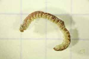  (Leonnates - BGE_00735_G11)  @11 [ ] CreativeCommons - Attribution Non-Commercial Share-Alike (2025) KZBiH, University of Lodz Department of Invertebrate Zoology and Hydrobiology, University of Lodz