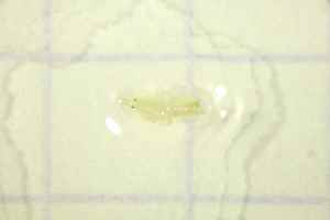  (Oxydromus digitifera - BGE_00735_G12)  @11 [ ] CreativeCommons - Attribution Non-Commercial Share-Alike (2025) KZBiH, University of Lodz Department of Invertebrate Zoology and Hydrobiology, University of Lodz