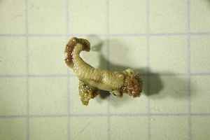  (Terebellid - BGE_00736_E12)  @11 [ ] CreativeCommons - Attribution Non-Commercial Share-Alike (2025) KZBiH, University of Lodz Department of Invertebrate Zoology and Hydrobiology, University of Lodz