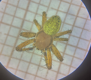  ( - BGE_00808_B03)  @11 [ ] CreativeCommons Attribution NonCommercial ShareAlike (2021) (2025) University of Lodz University of Lodz