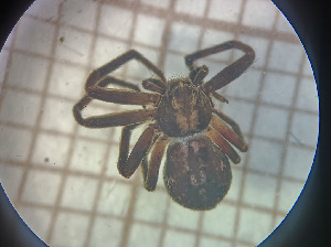  (Philodromus sp - BGE_00810_B08)  @11 [ ] CreativeCommons Attribution NonCommercial ShareAlike (2021) (2025) University of Lodz University of Lodz