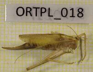  ( - BGE_00453_C04)  @11 [ ] CreativeCommons - Attribution Non-Commercial Share-Alike (2025) KZBiH, University of Lodz Department of Invertebrate Zoology and Hydrobiology, University of Lodz