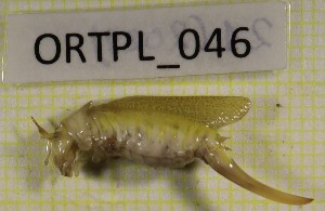  ( - BGE_00457_C05)  @11 [ ] CreativeCommons - Attribution Non-Commercial Share-Alike (2025) KZBiH, University of Lodz Department of Invertebrate Zoology and Hydrobiology, University of Lodz