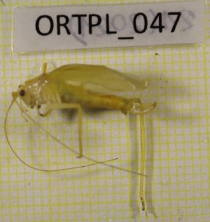  ( - BGE_00453_F10)  @11 [ ] CreativeCommons - Attribution Non-Commercial Share-Alike (2025) KZBiH, University of Lodz Department of Invertebrate Zoology and Hydrobiology, University of Lodz