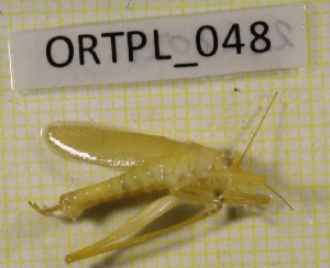  ( - BGE_00453_D01)  @11 [ ] CreativeCommons - Attribution Non-Commercial Share-Alike (2025) KZBiH, University of Lodz Department of Invertebrate Zoology and Hydrobiology, University of Lodz