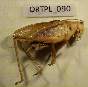  ( - BGE_00454_G10)  @11 [ ] CreativeCommons - Attribution Non-Commercial Share-Alike (2025) KZBiH, University of Lodz Department of Invertebrate Zoology and Hydrobiology, University of Lodz