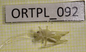  ( - BGE_00457_A10)  @11 [ ] CreativeCommons - Attribution Non-Commercial Share-Alike (2025) KZBiH, University of Lodz Department of Invertebrate Zoology and Hydrobiology, University of Lodz