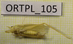  ( - BGE_00455_H11)  @11 [ ] CreativeCommons - Attribution Non-Commercial Share-Alike (2025) KZBiH, University of Lodz Department of Invertebrate Zoology and Hydrobiology, University of Lodz