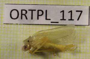  ( - BGE_00454_H08)  @11 [ ] CreativeCommons - Attribution Non-Commercial Share-Alike (2025) KZBiH, University of Lodz Department of Invertebrate Zoology and Hydrobiology, University of Lodz