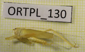  ( - BGE_00457_C06)  @11 [ ] CreativeCommons - Attribution Non-Commercial Share-Alike (2025) KZBiH, University of Lodz Department of Invertebrate Zoology and Hydrobiology, University of Lodz