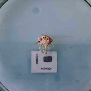  ( - BGE_00454_C07)  @11 [ ] CreativeCommons - Attribution Non-Commercial Share-Alike (2025) KZBiH, University of Lodz Department of Invertebrate Zoology and Hydrobiology, University of Lodz