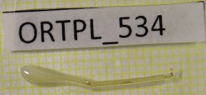  ( - BGE_00455_H03)  @11 [ ] CreativeCommons - Attribution Non-Commercial Share-Alike (2025) KZBiH, University of Lodz Department of Invertebrate Zoology and Hydrobiology, University of Lodz