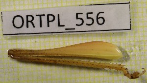  ( - BGE_00454_H11)  @11 [ ] CreativeCommons - Attribution Non-Commercial Share-Alike (2025) KZBiH, University of Lodz Department of Invertebrate Zoology and Hydrobiology, University of Lodz